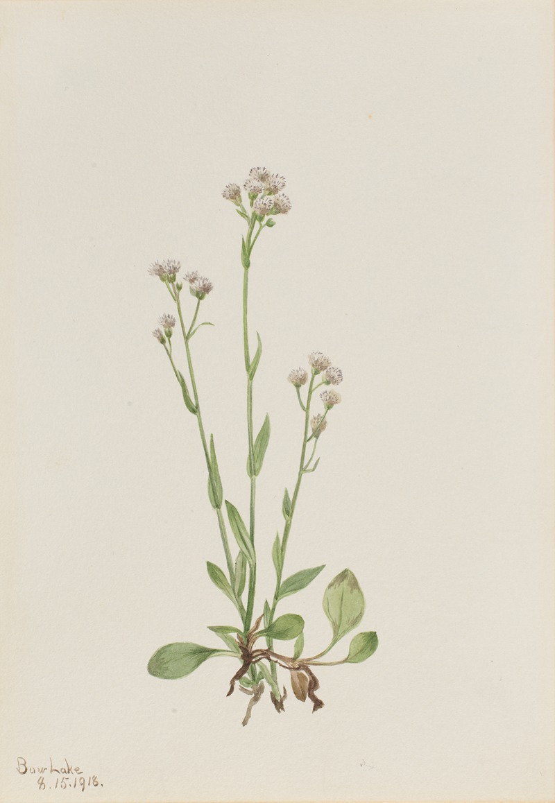 Mary Vaux Walcott - Pussy-Toes (Antennaria racemosa)