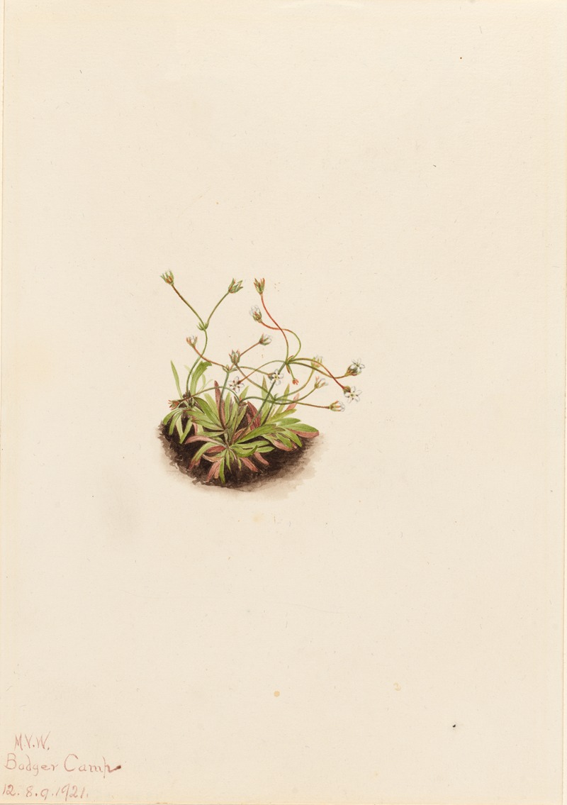 Mary Vaux Walcott - Pygmy Androsace (Androsace subumbellata)