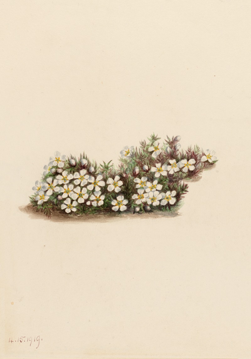 Mary Vaux Walcott - Pyxie (Pyxidanthera barbulata)