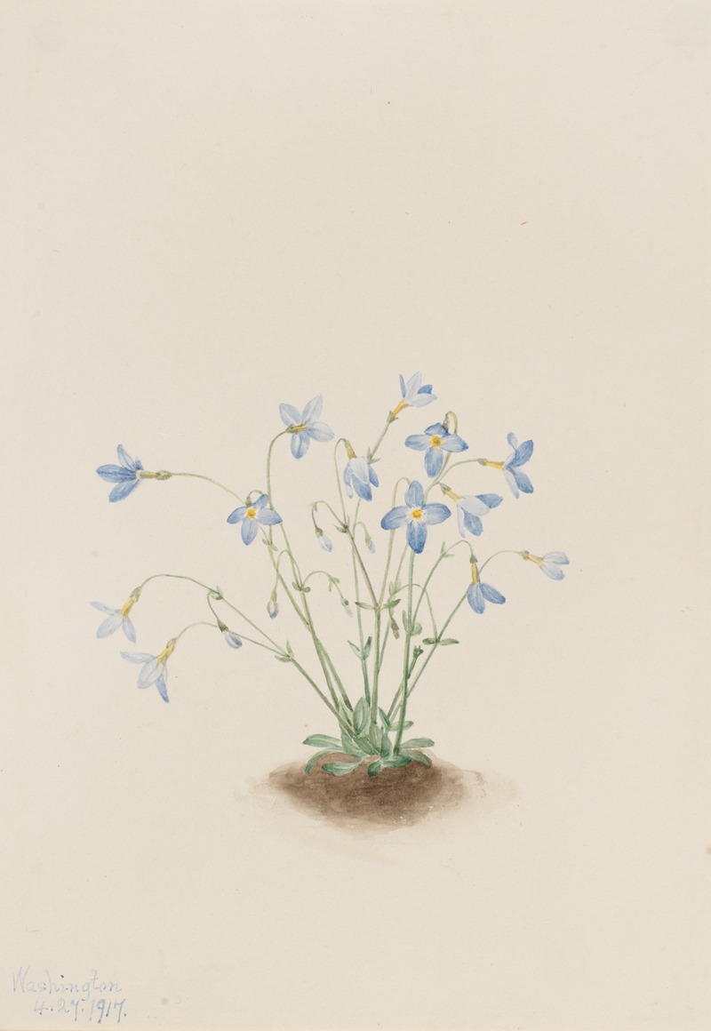 Mary Vaux Walcott - Quakerladies (Houstonia caerulea)