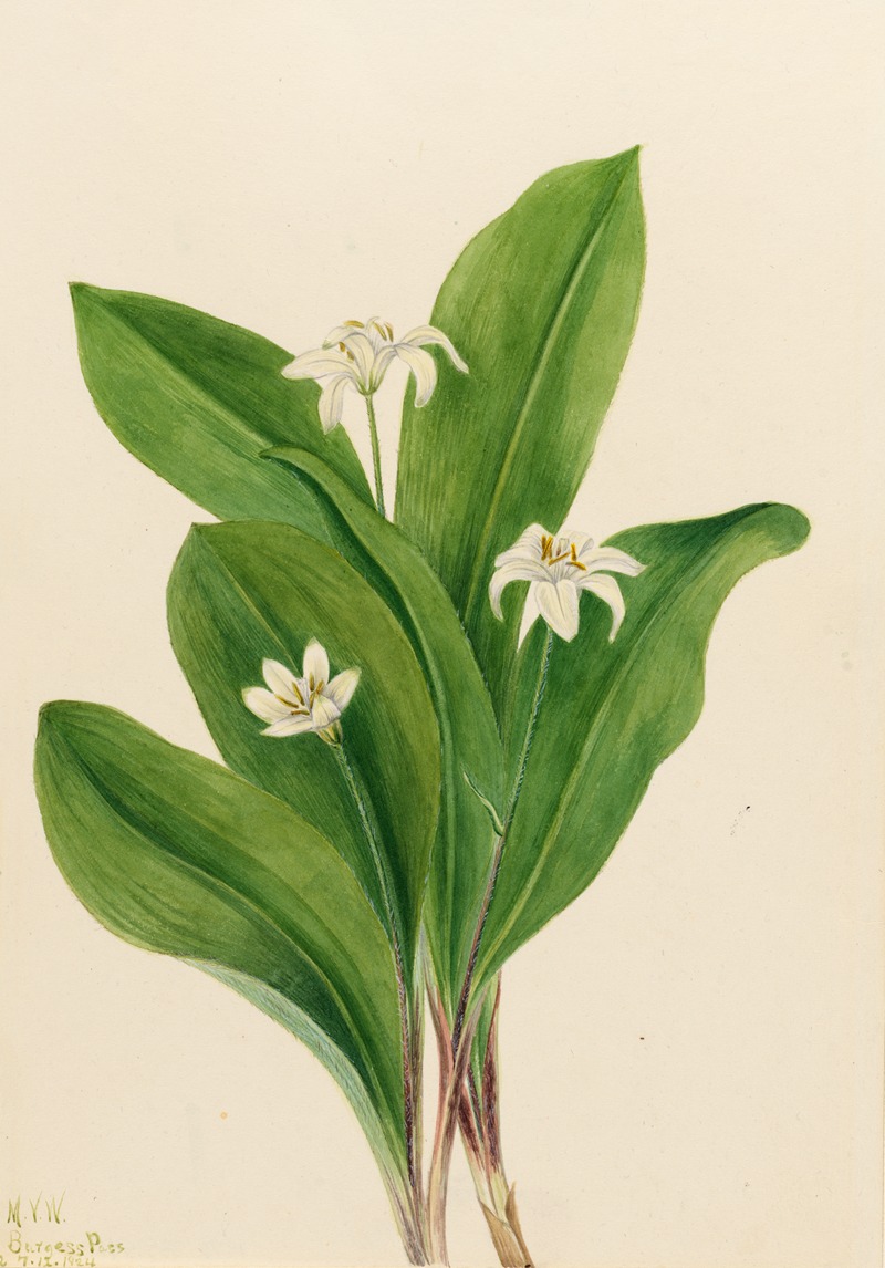 Mary Vaux Walcott - Queencup (Clintonia uniflora)