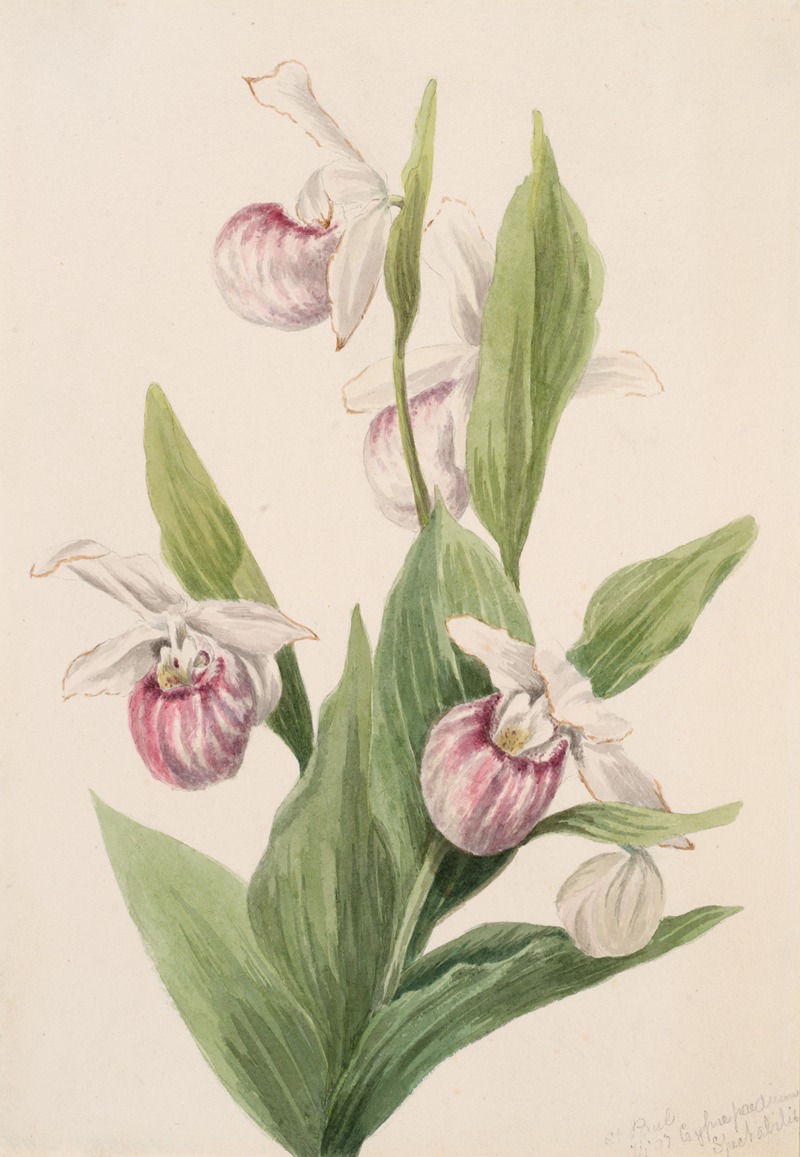 Mary Vaux Walcott - Queen’s Slipper (Cypripedium reginae)