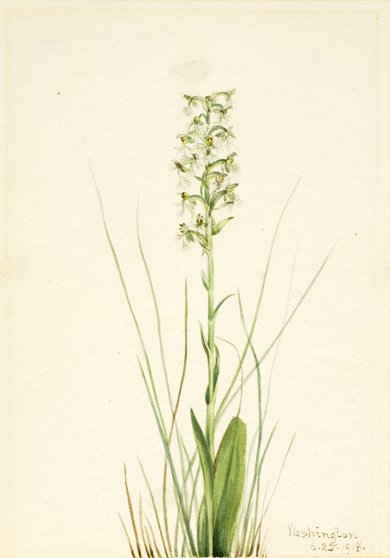 Mary Vaux Walcott - Ragged Fringe-orchid (Habenaria lacera)