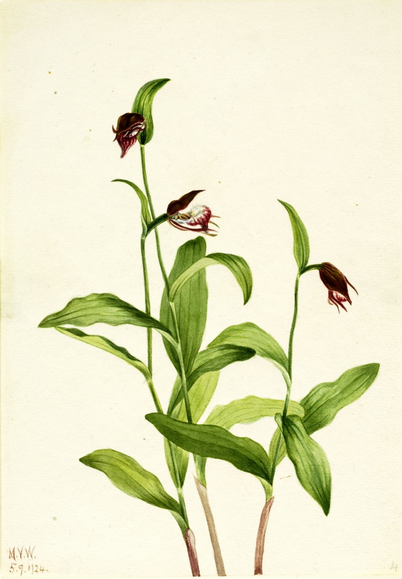 Mary Vaux Walcott - Ramshead Lady’s Slipper (Cypripedium arietinum)