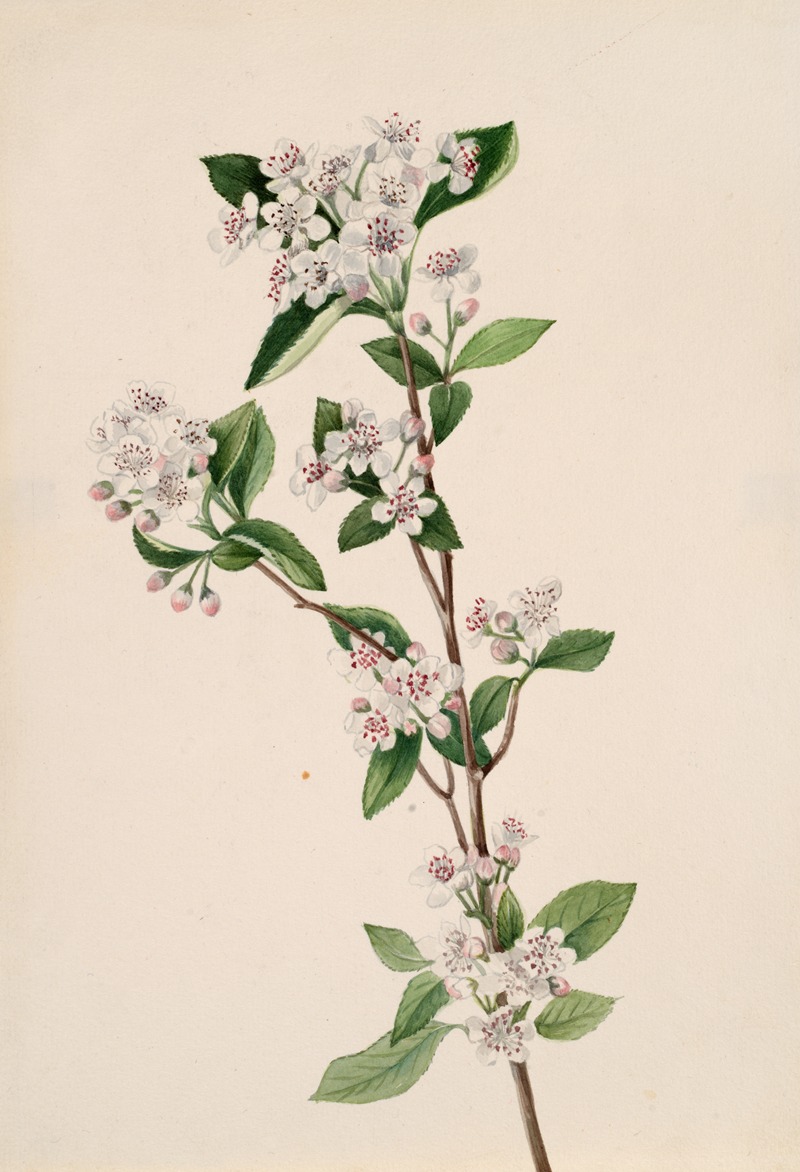 Mary Vaux Walcott - Red Chokeberry (Aronia arbutifolia)