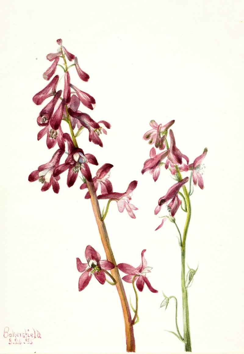 Mary Vaux Walcott - Red Larkspur (Delphinium nudicale)