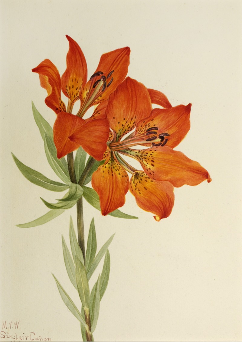 Mary Vaux Walcott - Red Lily (Lilium montanum)