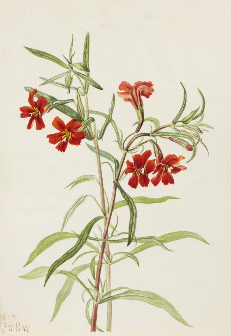 Mary Vaux Walcott - Red Monkeyflower (Diplaucus puniceus)