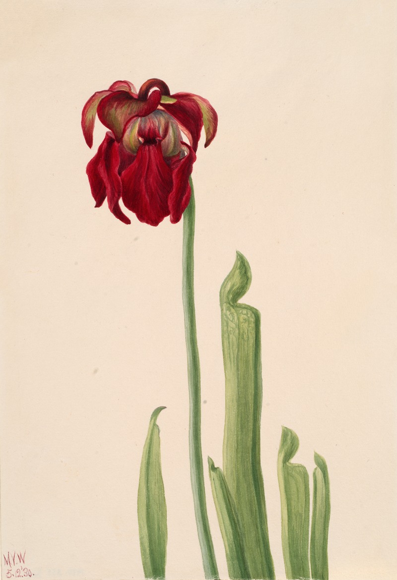 Mary Vaux Walcott - Red Pitcherplant (Sarracenia jonesii)