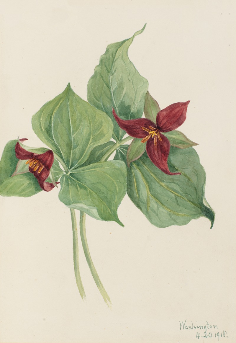 Mary Vaux Walcott - Red Trillium (Trillium erectum)