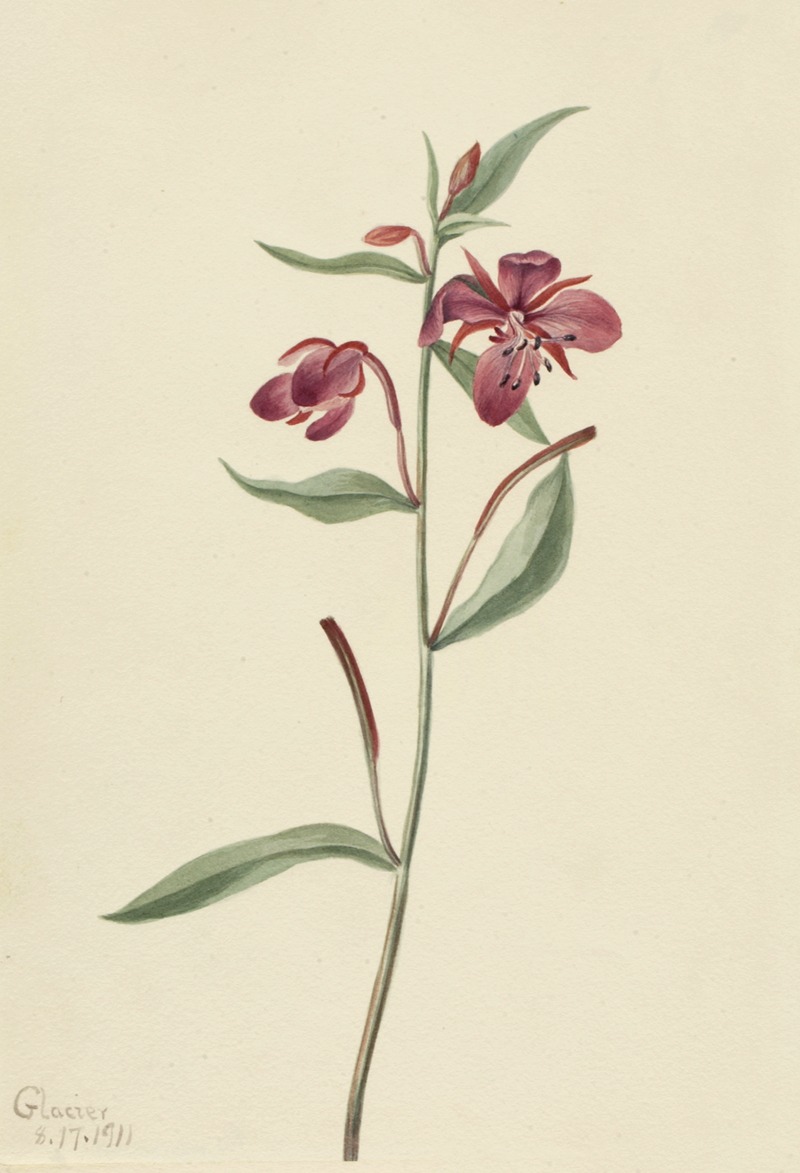 Mary Vaux Walcott - Red Willowweed (Epilobium latifolium)