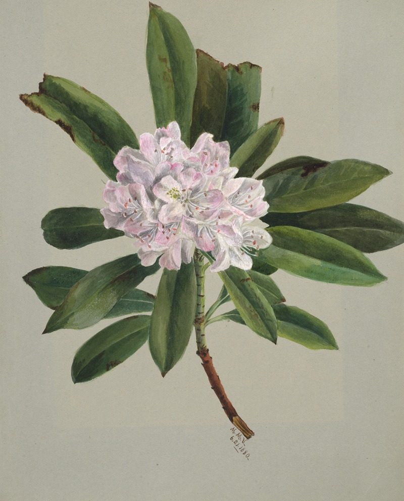 Mary Vaux Walcott - Rhododendron (Rhododendron maximum)