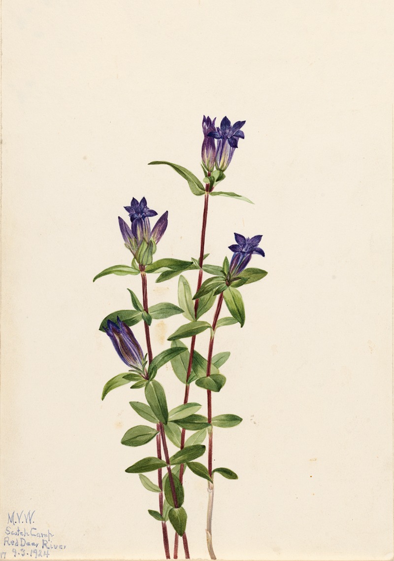 Mary Vaux Walcott - Riverbank Gentian (Gentiana affinis)