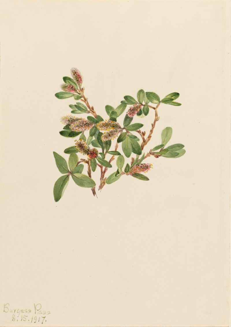 Mary Vaux Walcott - Rock Willow (Salix petrophila)