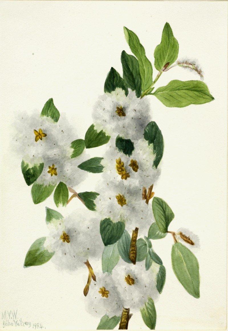 Mary Vaux Walcott - Rock Willow (Salix vestita)