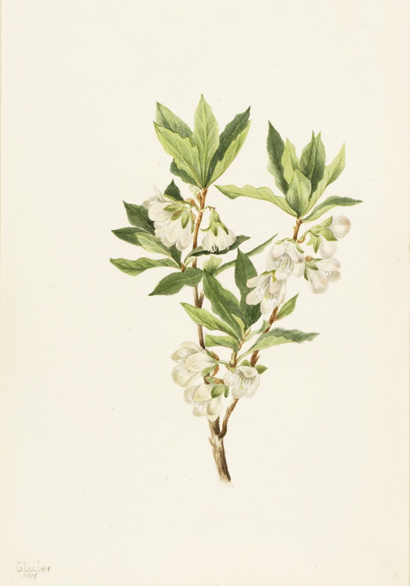 Mary Vaux Walcott - Rocky Mountain Rhododendron (Rhododendron albiflorum)