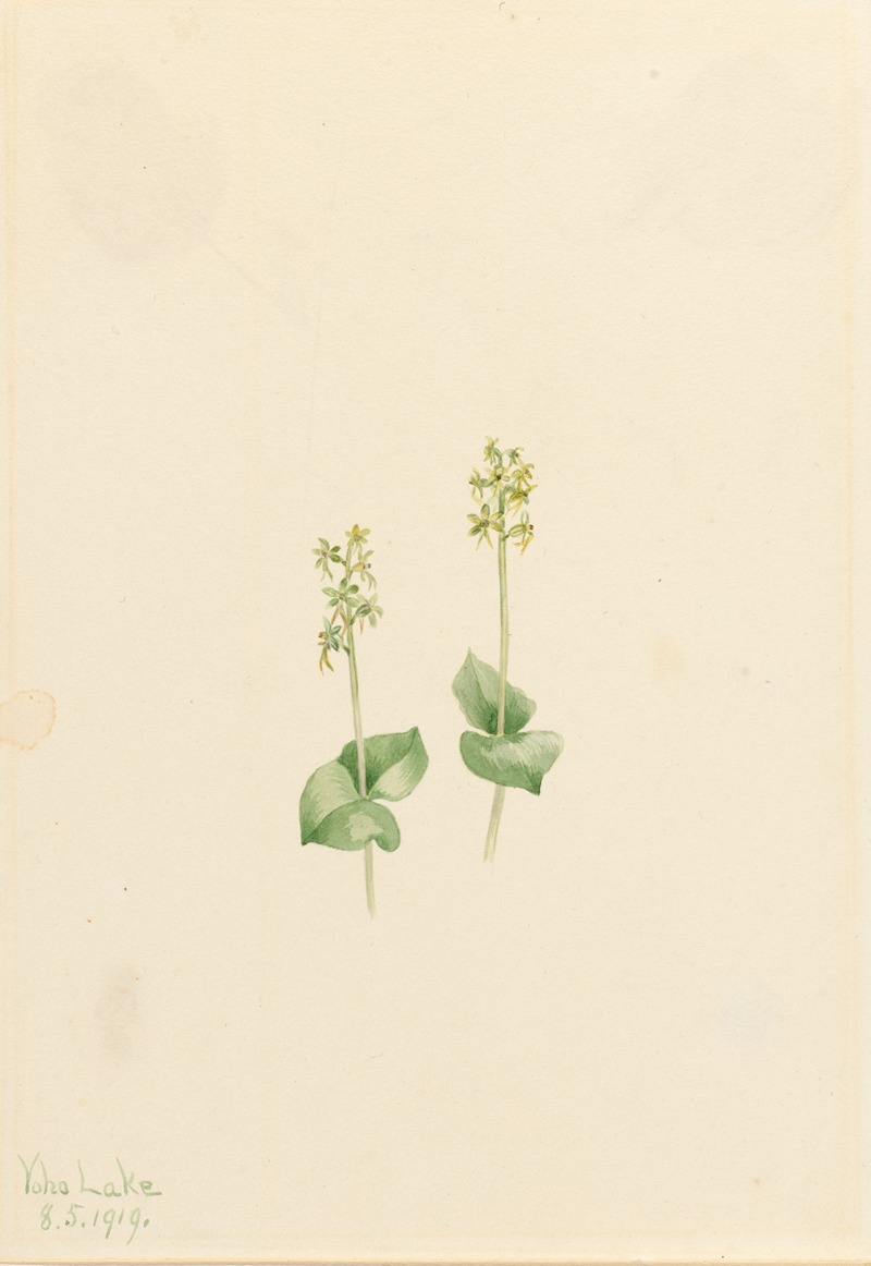 Mary Vaux Walcott - Rocky Mountain Twayblade (Ophrys necrophylla)