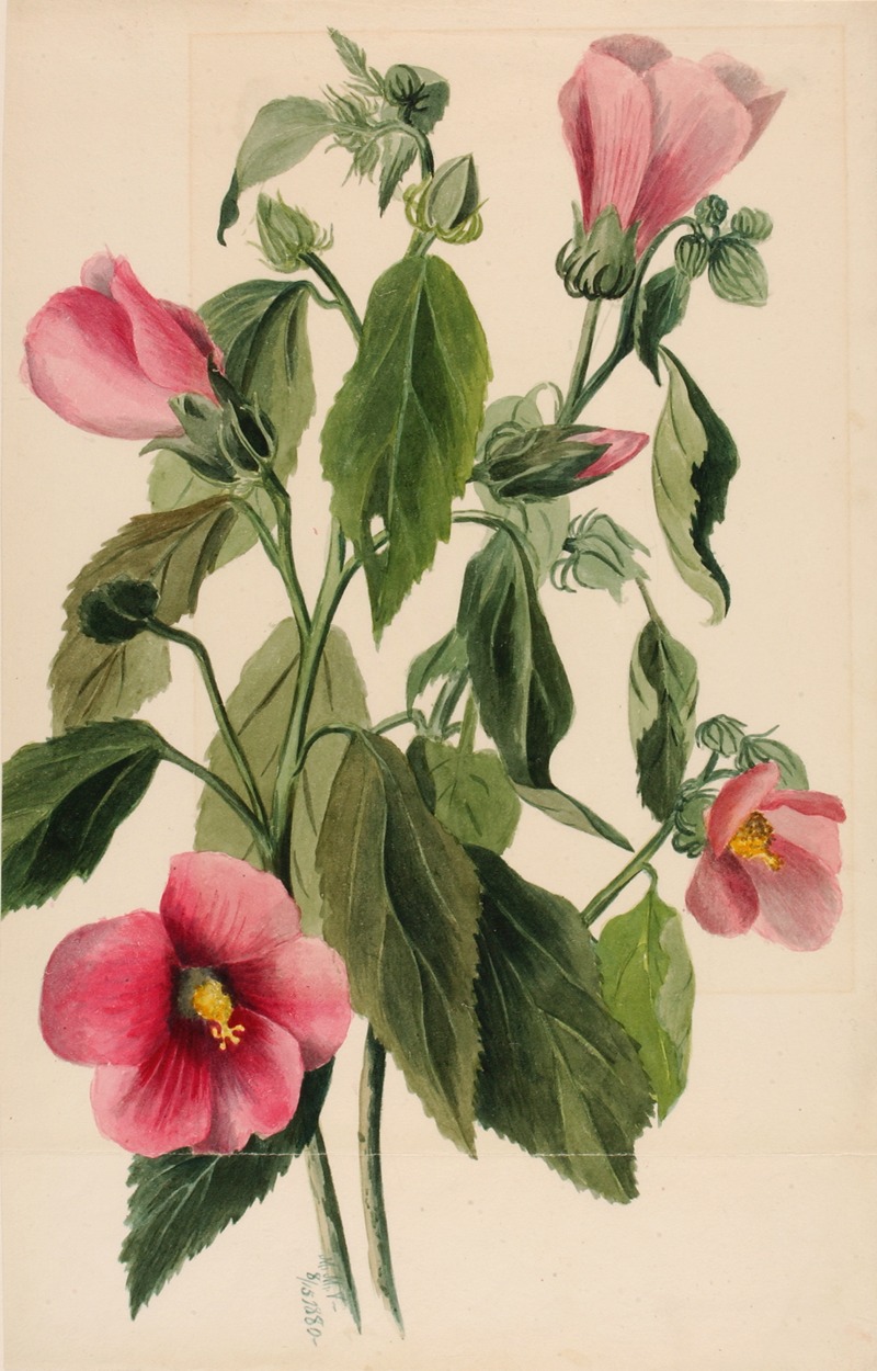 Mary Vaux Walcott - Rose Gentian (Sabbatia angularis)