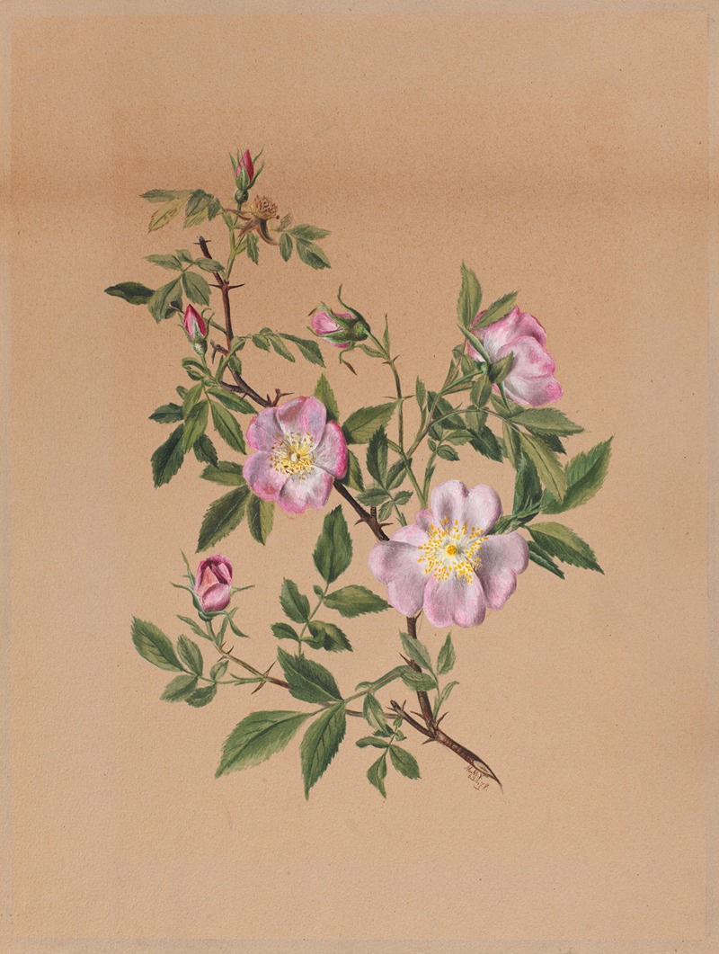 Mary Vaux Walcott - Rose Mallow (Hibiscus moscheutos)