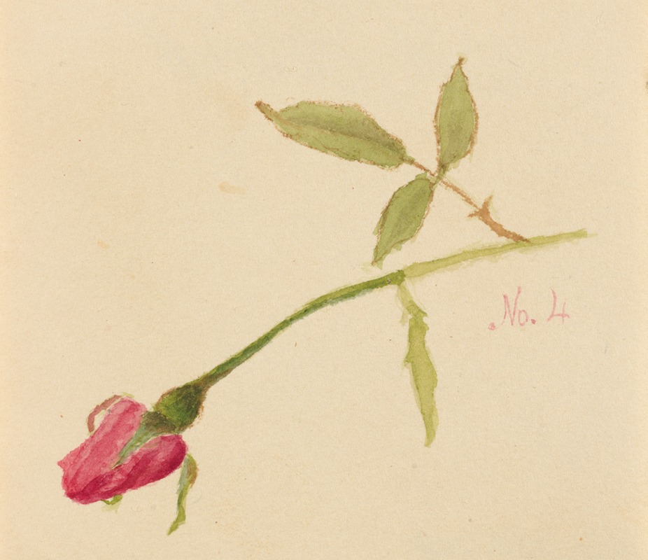 Mary Vaux Walcott - Rose