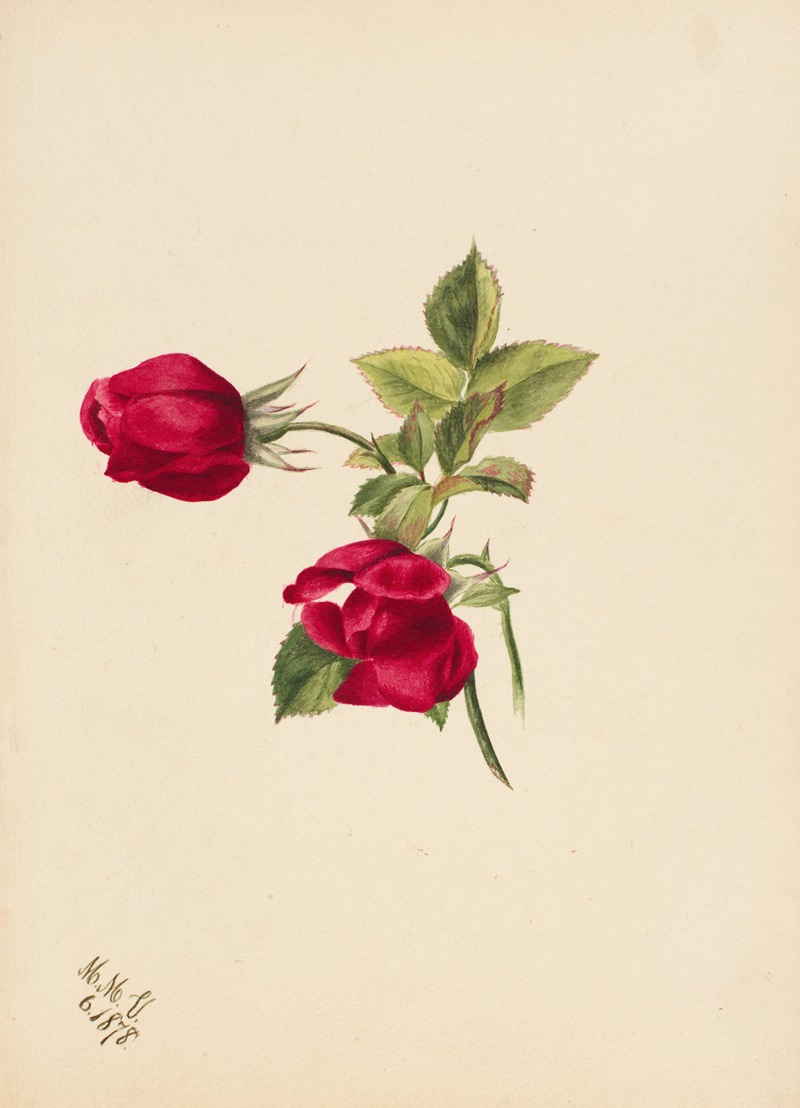 Mary Vaux Walcott - Rose