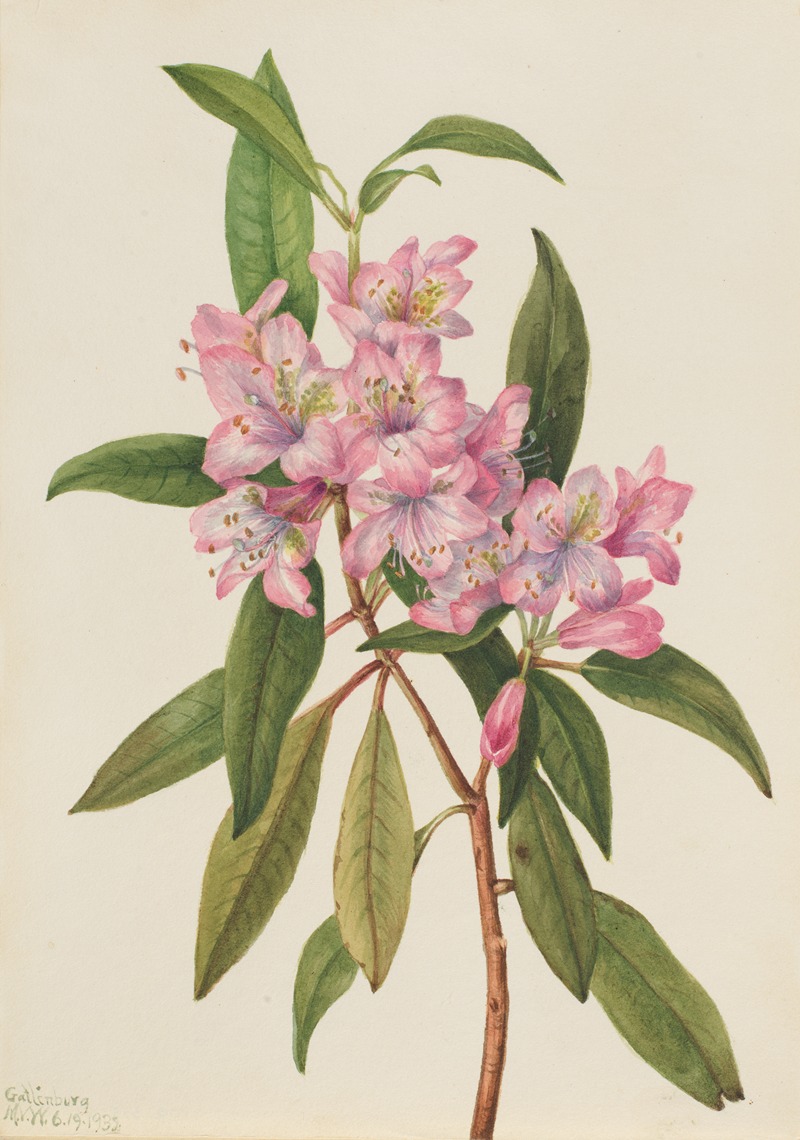 Mary Vaux Walcott - Rose-Bay Rhododendron (Rhododendron carolinianum)