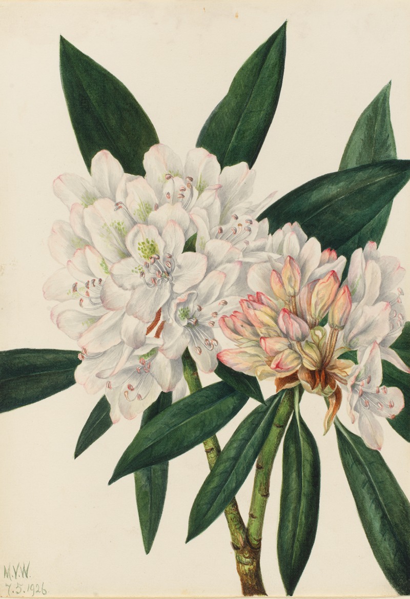 Mary Vaux Walcott - Rosebay Rhododendron (Rhododendron maximum)
