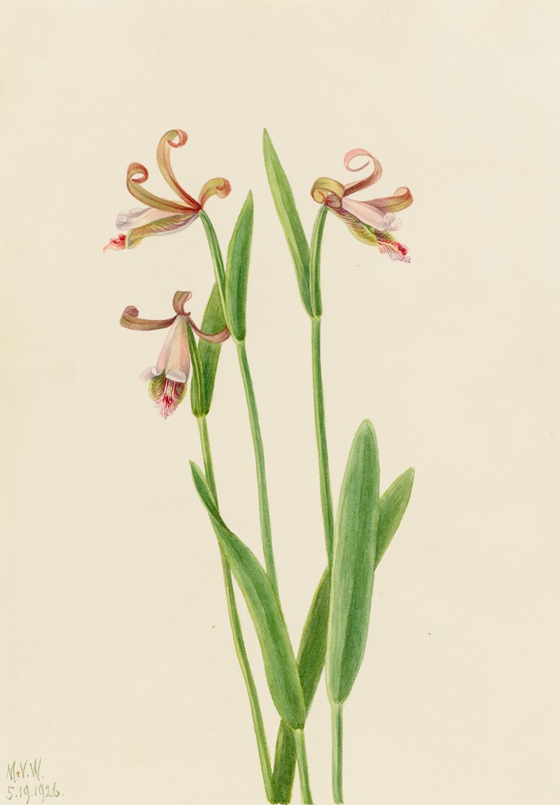 Mary Vaux Walcott - Rosebud Orchid (Pogonia divaricata)