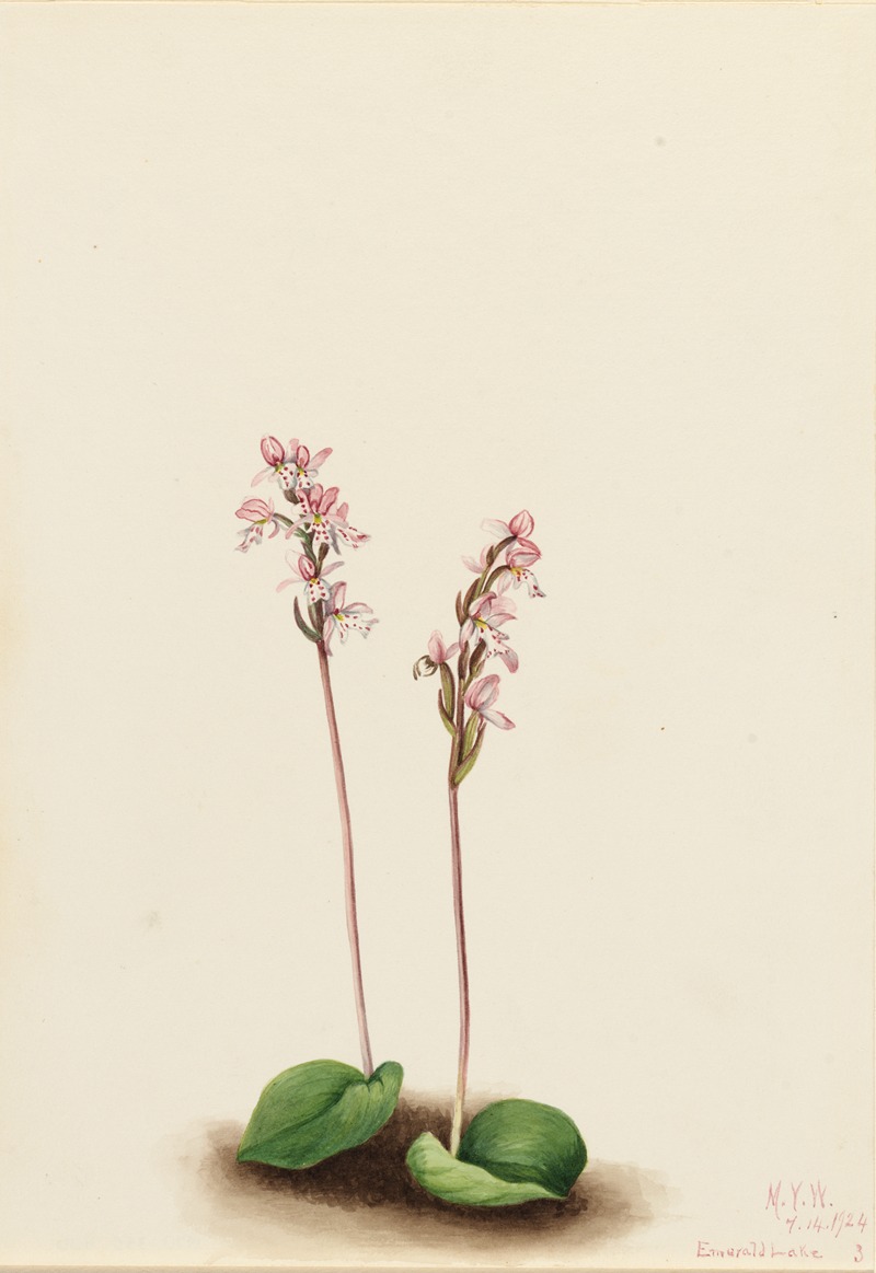 Mary Vaux Walcott - Roundleaf Orchis (Orchis rotundifolia)