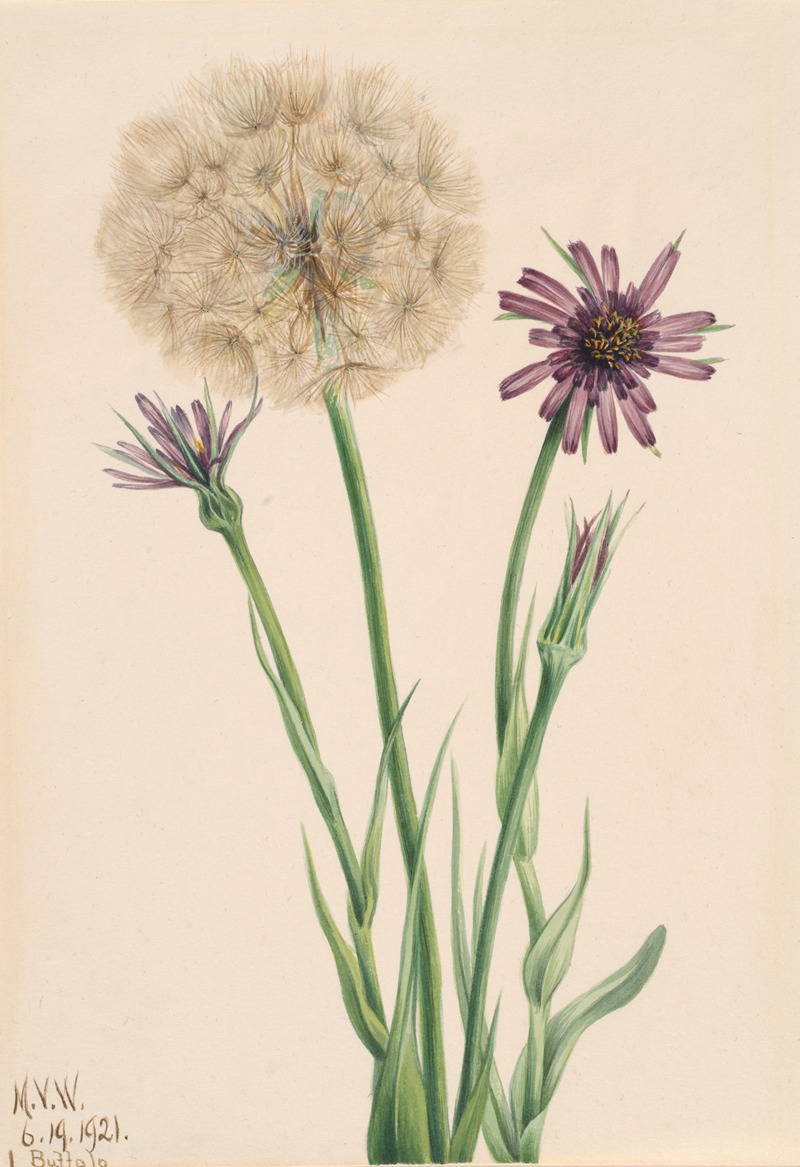 Mary Vaux Walcott - Salsify (Tragopogon porrifolius)