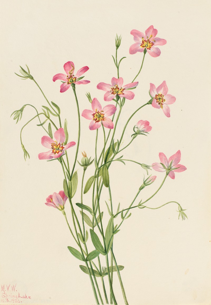 Mary Vaux Walcott - Saltmarsh Rosegentian (Sabbatia stellaris)
