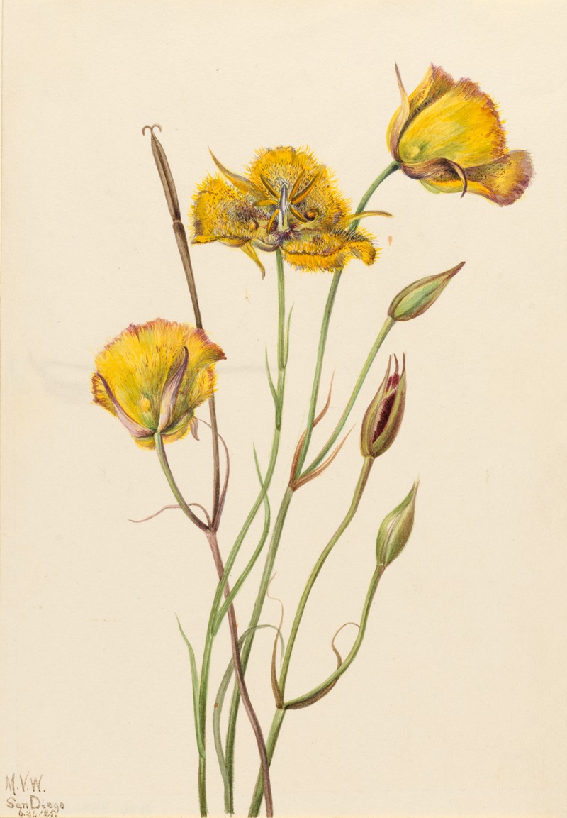 Mary Vaux Walcott - San Diego Mariposa (Calochortus weedii)
