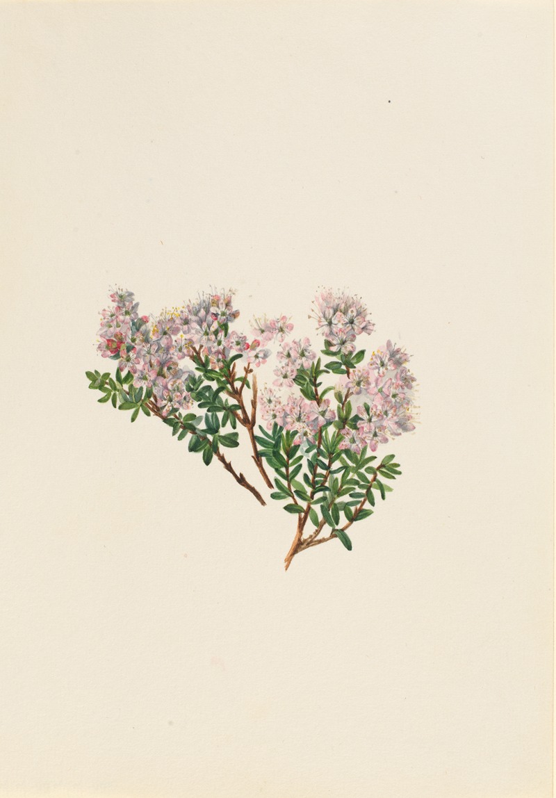 Mary Vaux Walcott - Sand Myrtle (Leiophyllum lyoni)