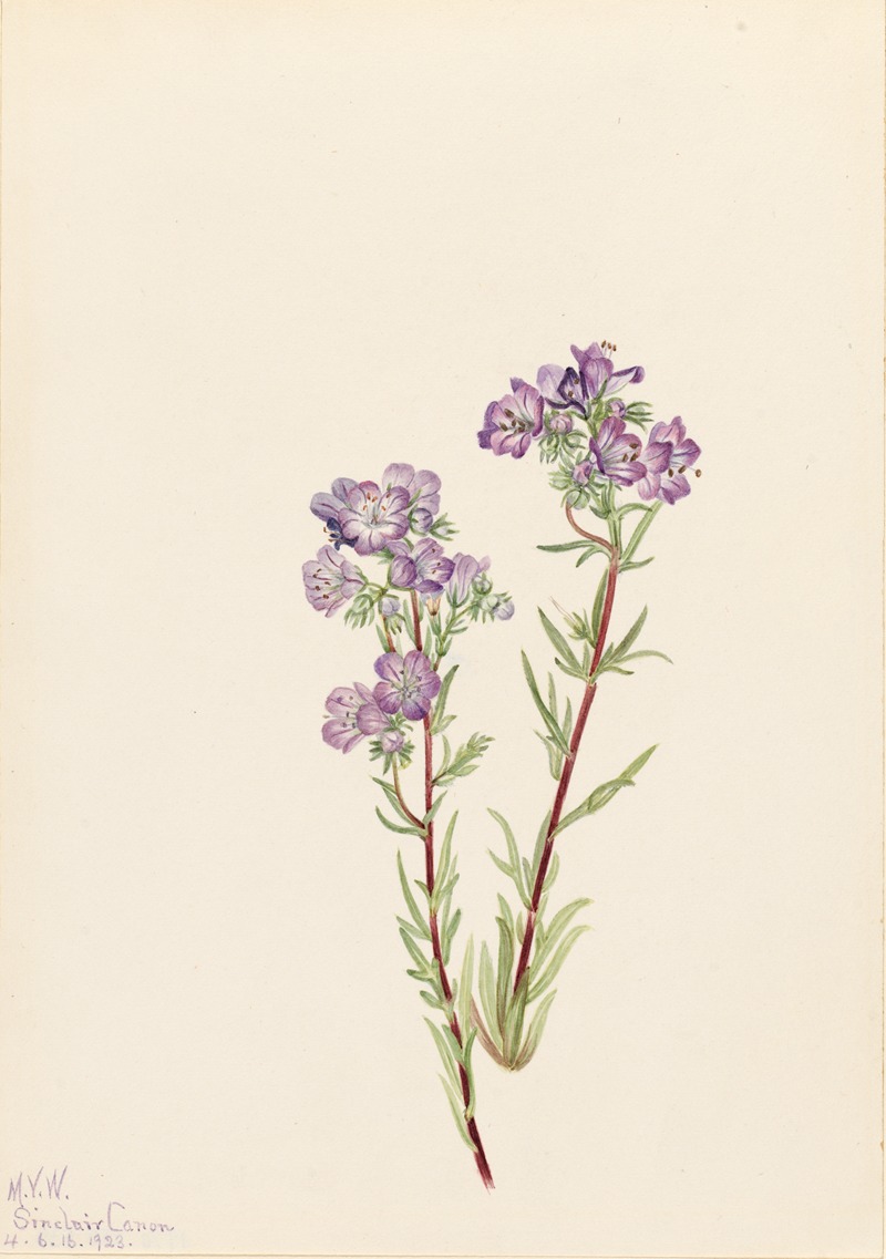 Mary Vaux Walcott - Sand Phacelia (Phacelia linearis)