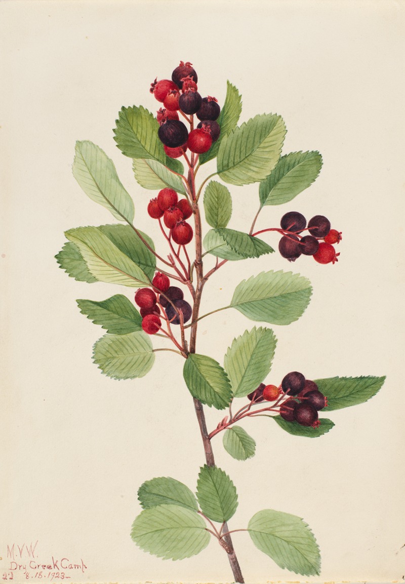 Mary Vaux Walcott - Saskatoon (Amelanchier alnifolia)