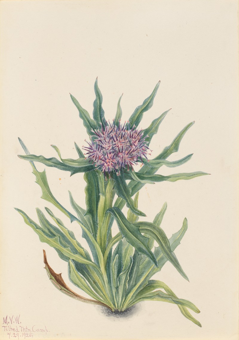 Mary Vaux Walcott - Saussurea (Saussurea densa)