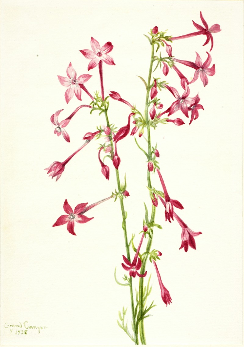 Mary Vaux Walcott - Scarlet Gilia (Gilia aggregata)