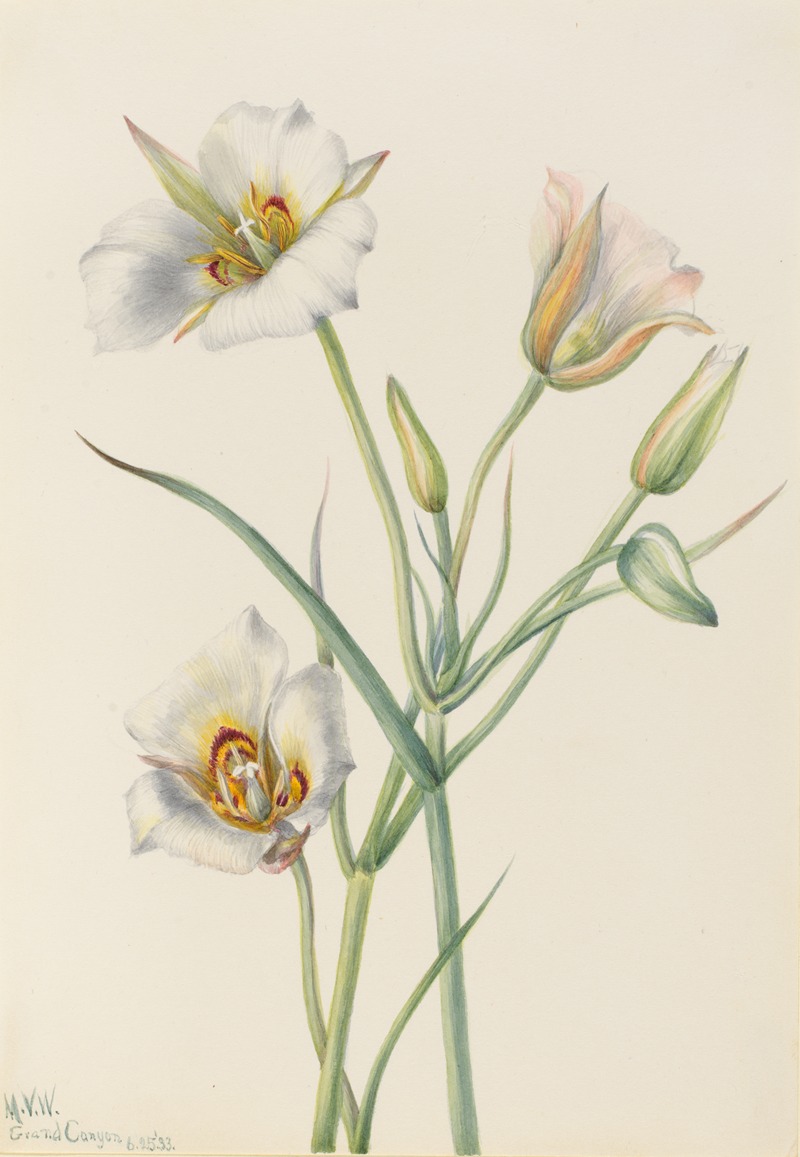 Mary Vaux Walcott - Sego Lily (Calochortus nuttallii)