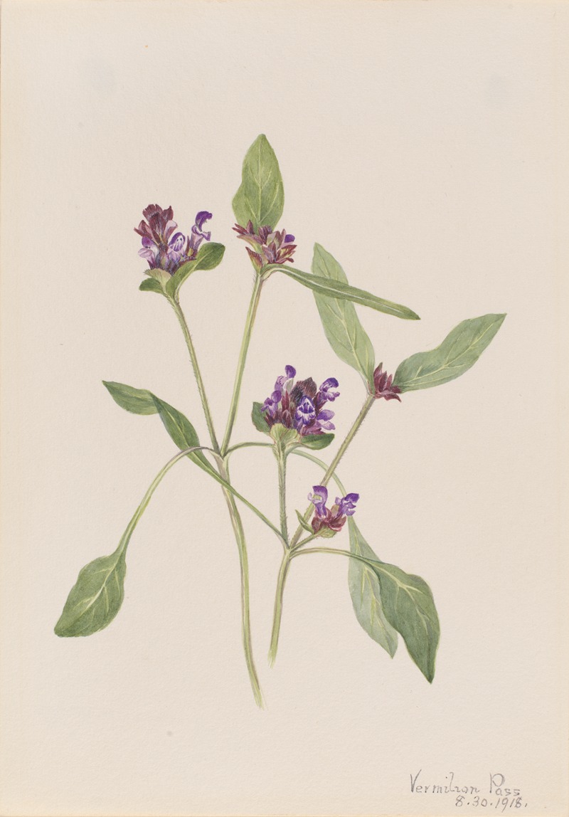 Mary Vaux Walcott - Self-Heal (Prunella vulgaris)
