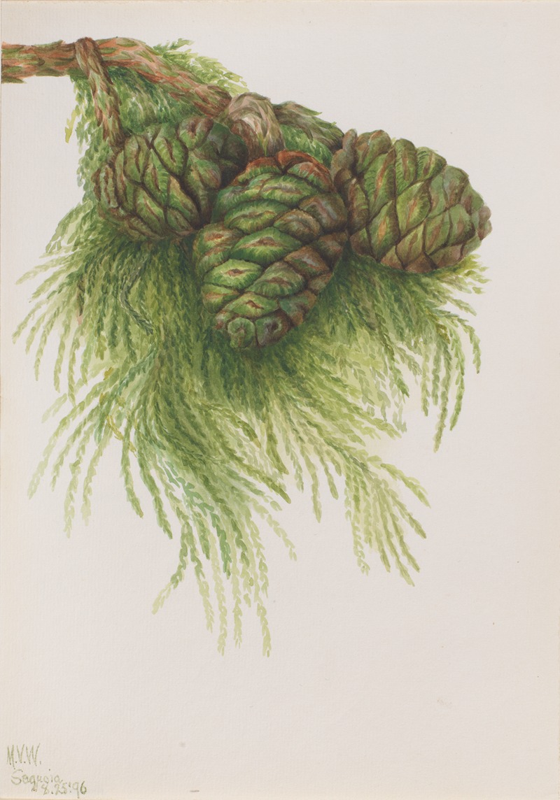 Mary Vaux Walcott - Sequoia (Sequoia gigantea)