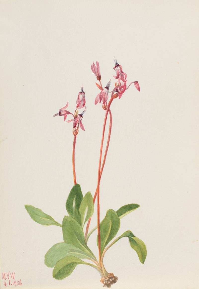 Mary Vaux Walcott - Shooting Star (Dodecatheon hendersonii)