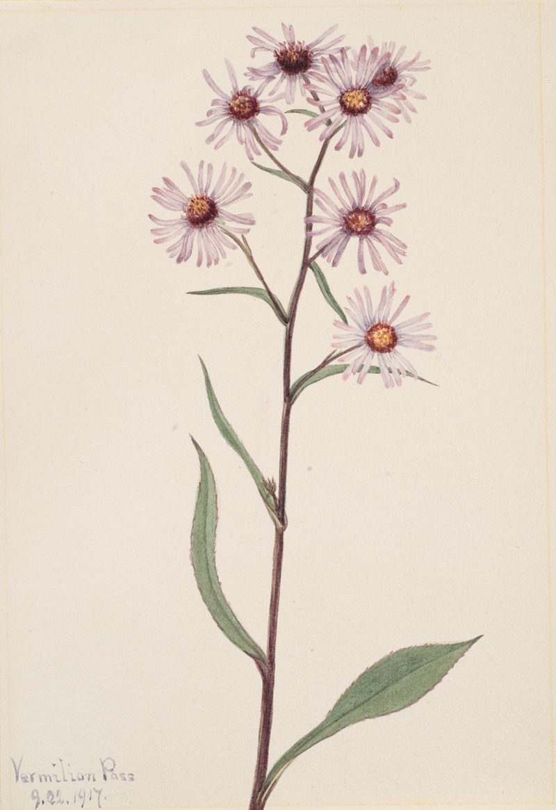 Mary Vaux Walcott - Showy Aster (Aster conspicuus)
