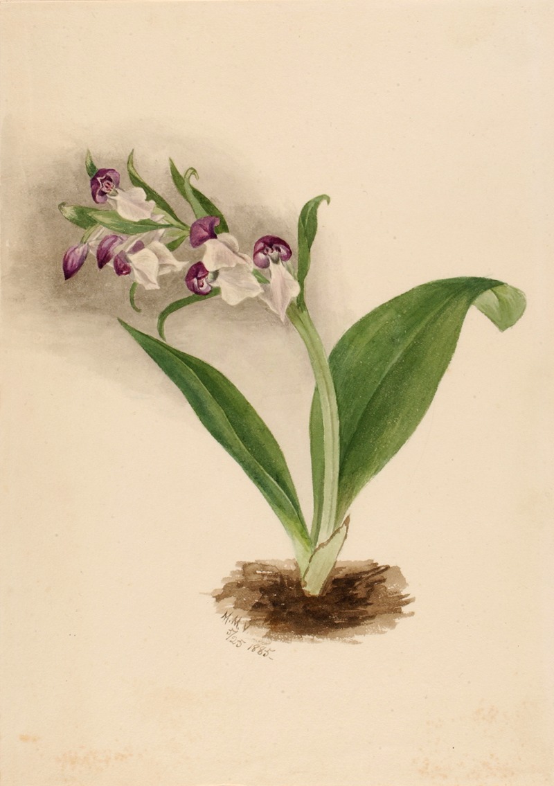 Mary Vaux Walcott - Showy Orchids (Orchis spectabilis)