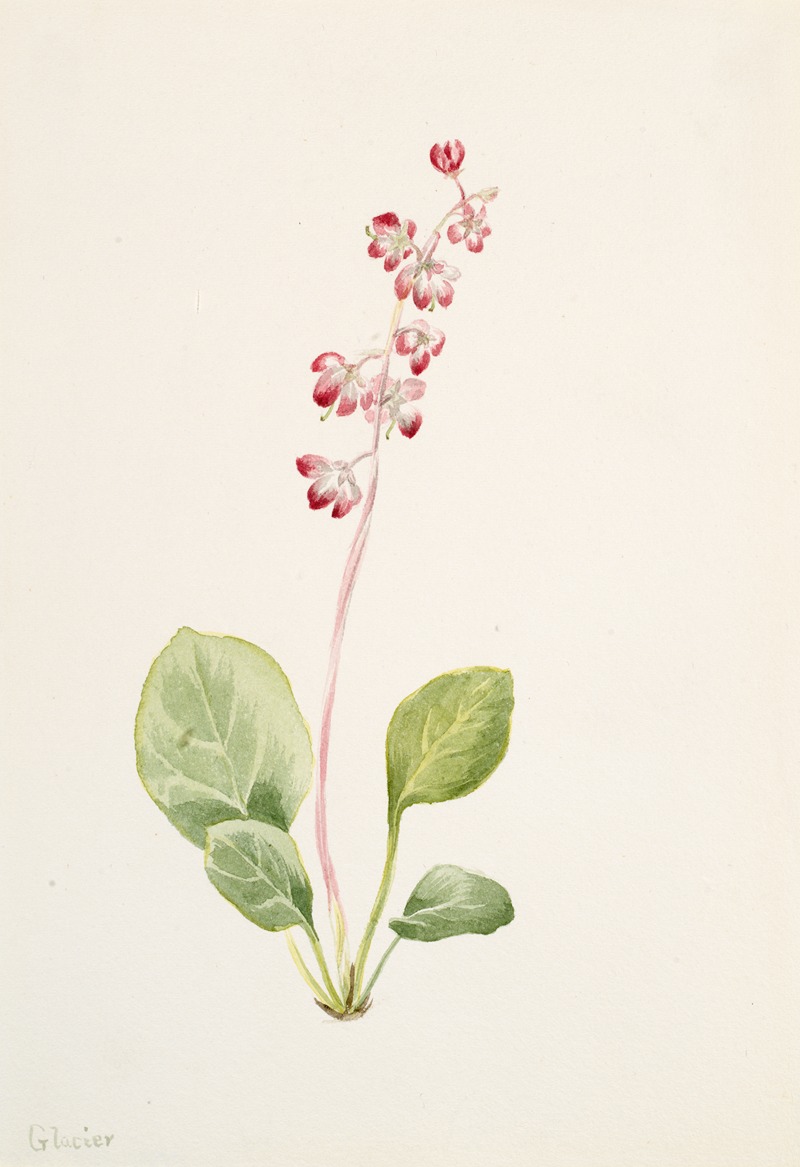 Mary Vaux Walcott - Showy Pyrolla (Pyrola asarifolia)