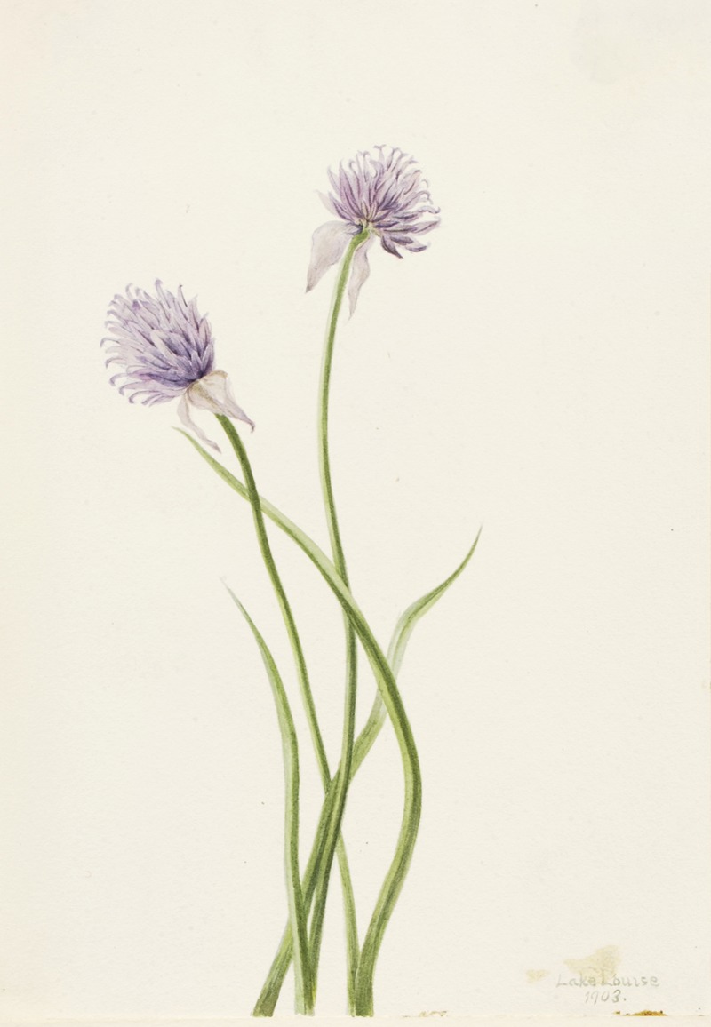 Mary Vaux Walcott - Siberian Onion (Allium sibericum)