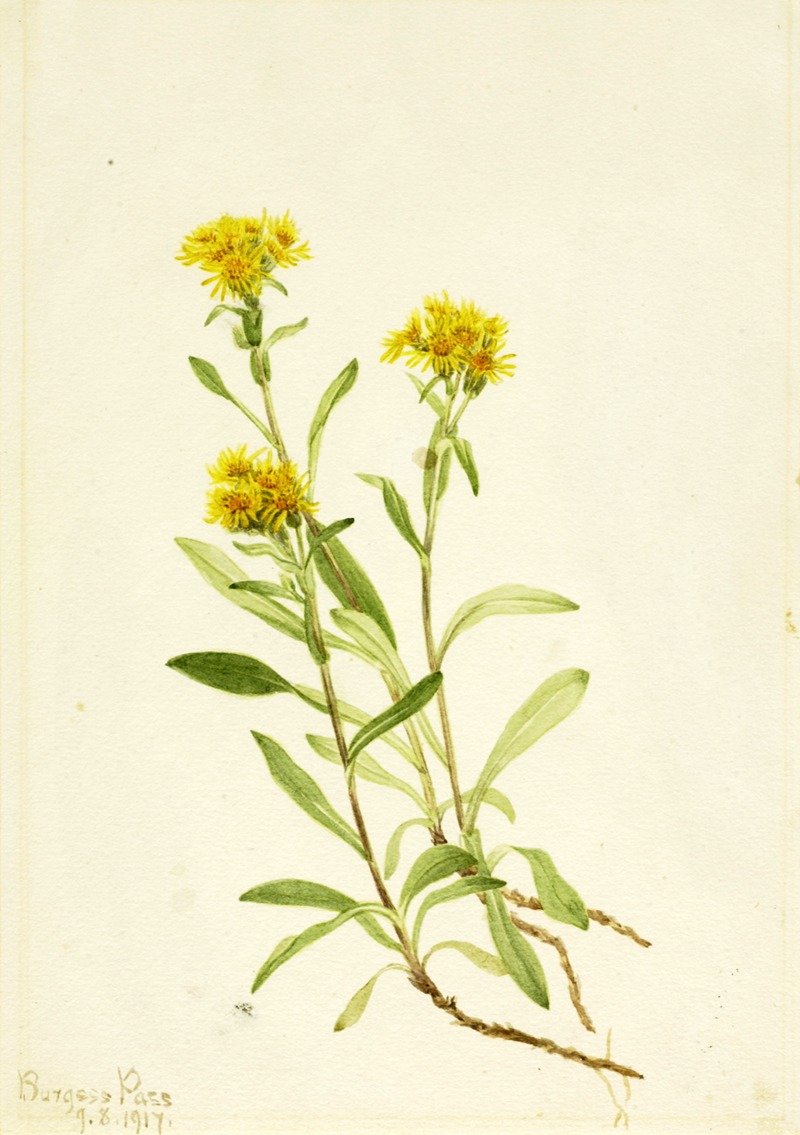 Mary Vaux Walcott - Sidesaddle Goldenrod