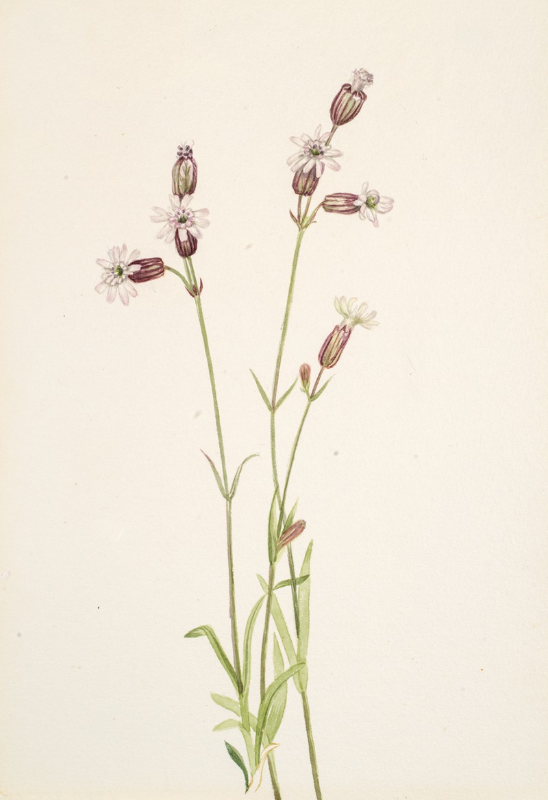 Mary Vaux Walcott - Silene multicaulis