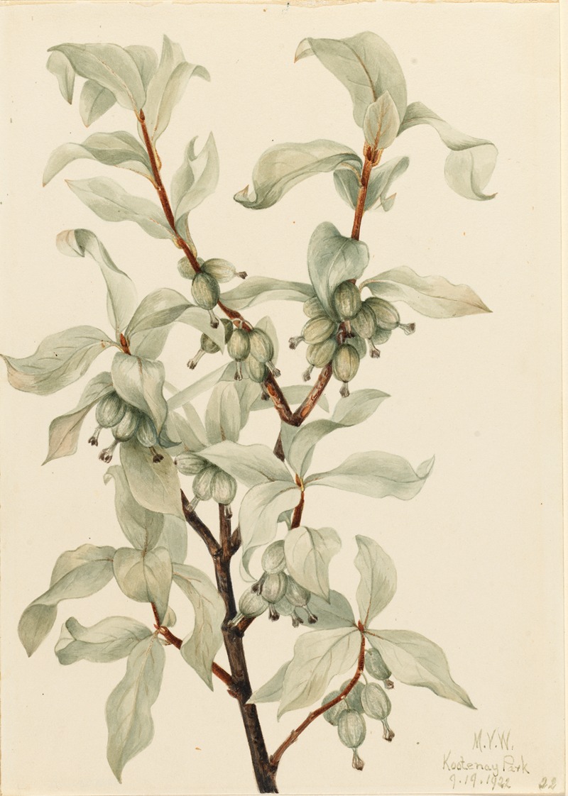 Mary Vaux Walcott - Silverberry (Elaeagnus commutata)