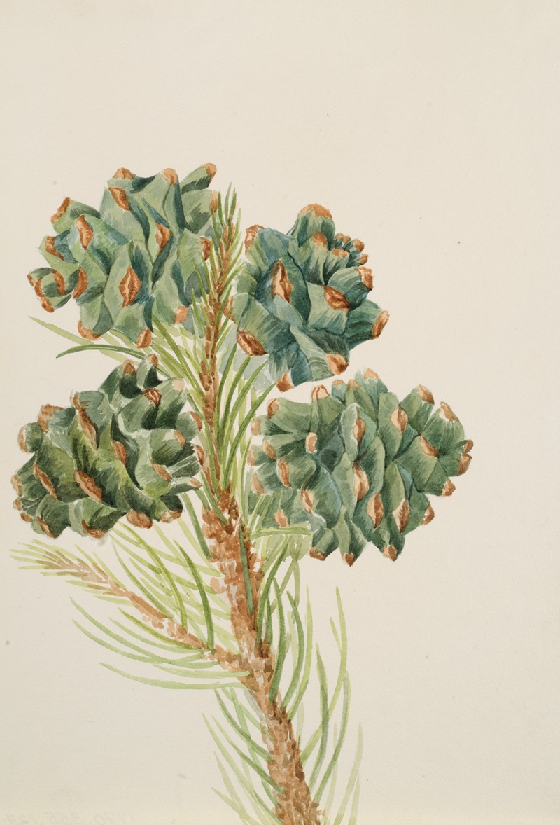 Mary Vaux Walcott - Single-Leaf Pine (Pinus monophylla)