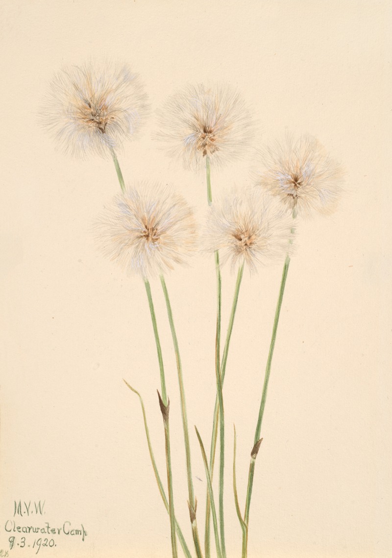 Mary Vaux Walcott - Slender Cotton-Grass (Eriophorum chamissonis)
